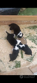 Cucciola di Border Collie