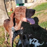 Incricio lagotto romagnolo/bracco tedesco