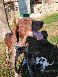 Incricio lagotto romagnolo/bracco tedesco