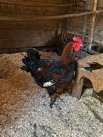Gallo Marans