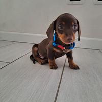 Bassotto pronto pagamento dilazionato