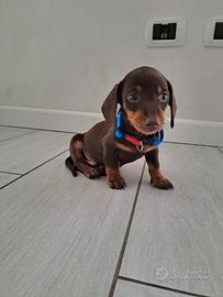 Bassotto pronto pagamento dilazionato