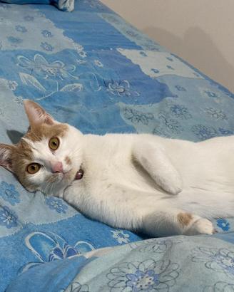 Gattina