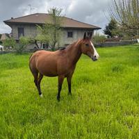 Fattrice Paint con documenti americani