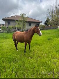 Fattrice Paint con documenti americani