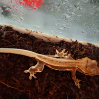 Disponibili baby ciliatus