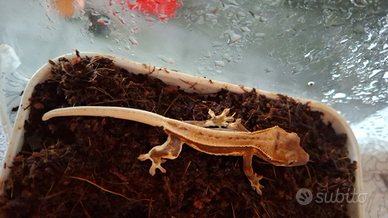 Disponibili baby ciliatus