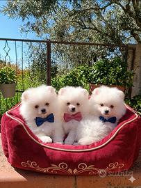 Spitz tedesco nano pomerania