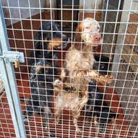 Cuccioli setter inglesi