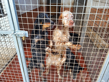 Cuccioli setter inglesi