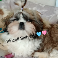 Shih tzu con pedigree enci