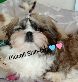 Shih tzu con pedigree enci