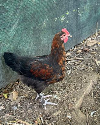 Gallo marans 4 mesi