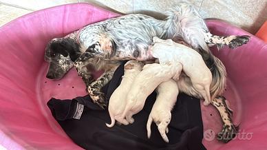 Cuccioli di setter inglese