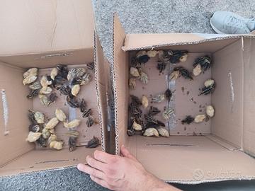 pulcini quaglia e galline 