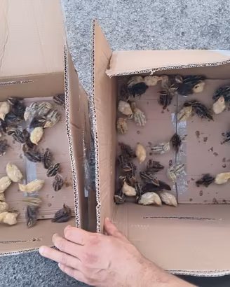 pulcini quaglia e galline 