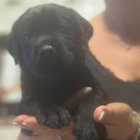 Labrador nero