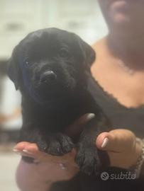 Labrador nero