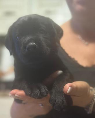 Labrador nero