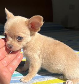 Chihuahua femmina occhi chiari mini Toy