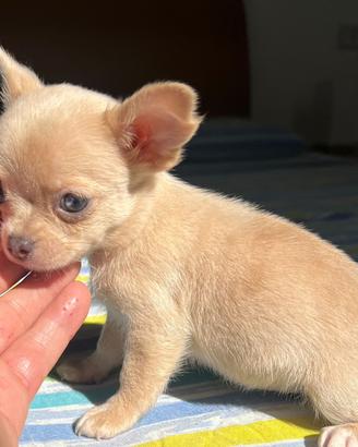 Chihuahua femmina occhi chiari mini Toy