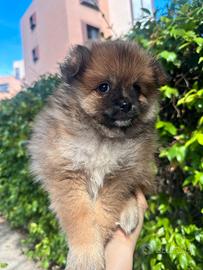 Cucciolo di Spitz di Pomerania maschio