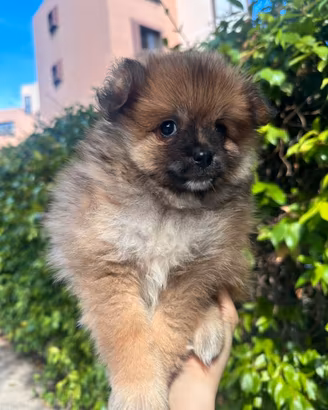 Cucciolo di Spitz di Pomerania maschio