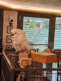 Cacatua Alba allevato a mano