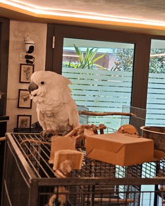 Cacatua Alba allevato a mano