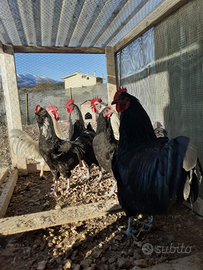 Galli Australorp e di vario genere