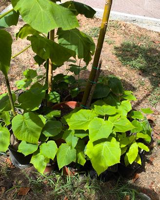 pianta di paulownia tomentosa crescita rapidissima