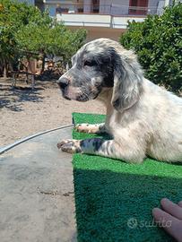 Setter inglese
