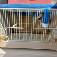 Gabbia con coppia canarini