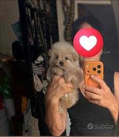 Maltipoo mini