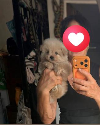 Maltipoo mini
