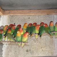 Inseparabili roseicollis