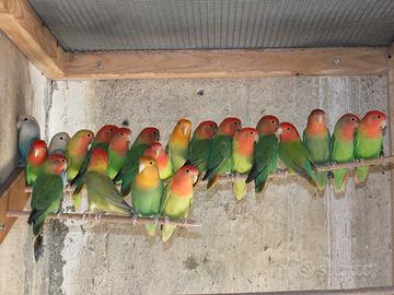 Inseparabili roseicollis