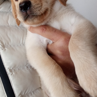 Cuccioli cane labrador