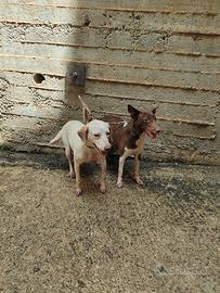 cani per conigli 