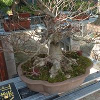 Bonsai di faggio