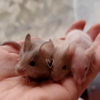 Topolini da compagnia