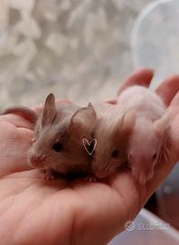 Topolini da compagnia