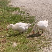 Oche bianche oca
