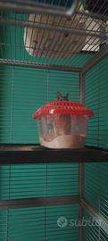 Degu del Cile