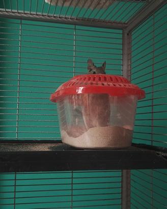 Degu del Cile