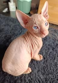 Sphynx dolce