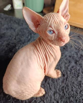 Sphynx dolce