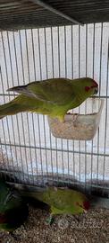 kakariki maschio 