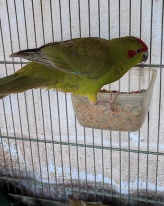 kakariki maschio 