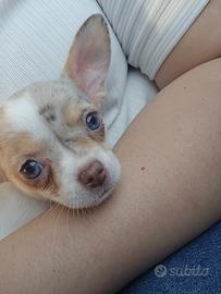 Cucciola di chihuahua femmina